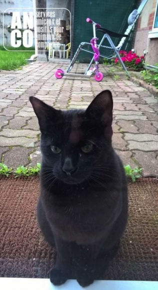 GARDE D'ANIMAUX - visites à domicile acheter vendre