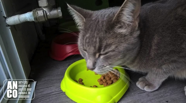 GARDE D'ANIMAUX - visites à domicile acheter vendre