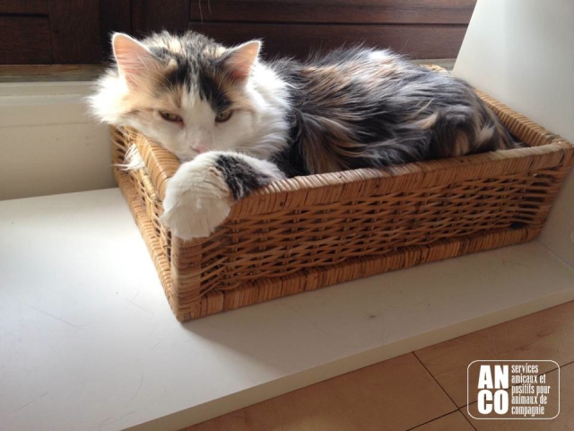 GARDE D'ANIMAUX - visites à domicile acheter vendre