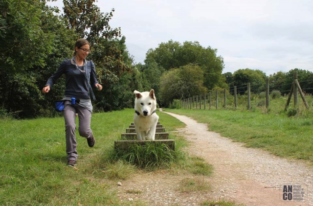 GARDE D'ANIMAUX - visites à domicile acheter vendre
