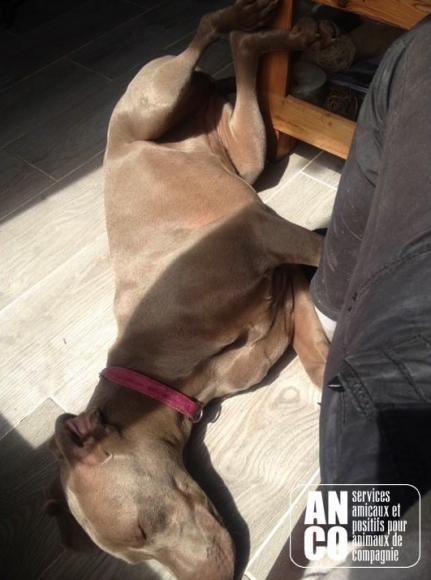 GARDE D'ANIMAUX - famille d'accueil acheter vendre