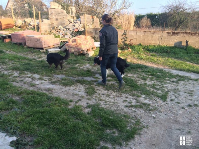 GARDE D'ANIMAUX - famille d'accueil acheter vendre