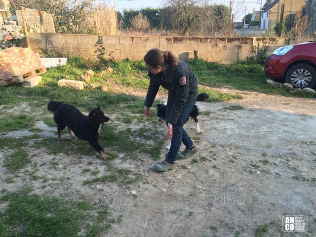 GARDE D'ANIMAUX - famille d'accueil acheter vendre