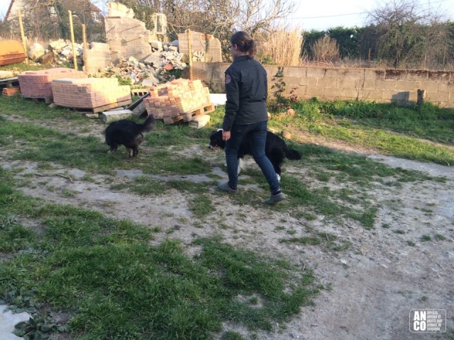 GARDE D'ANIMAUX - famille d'accueil acheter vendre