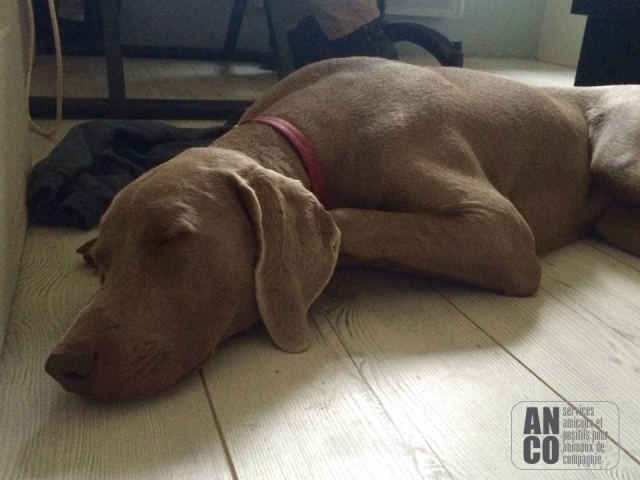 GARDE D'ANIMAUX - famille d'accueil acheter vendre