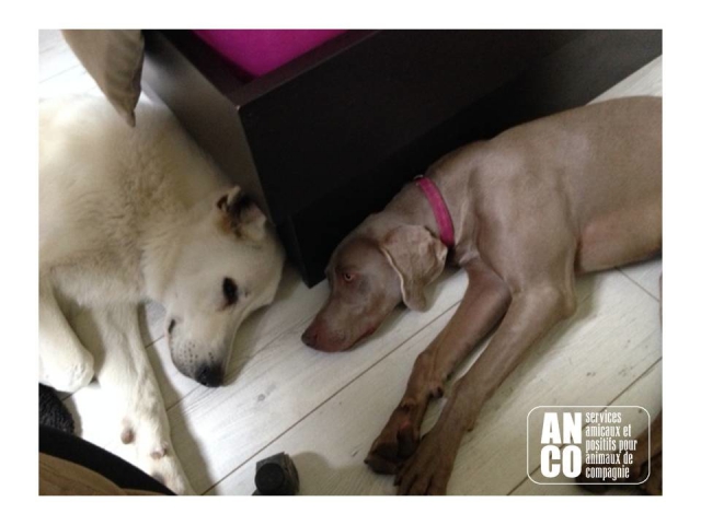 GARDE D'ANIMAUX - famille d'accueil acheter vendre