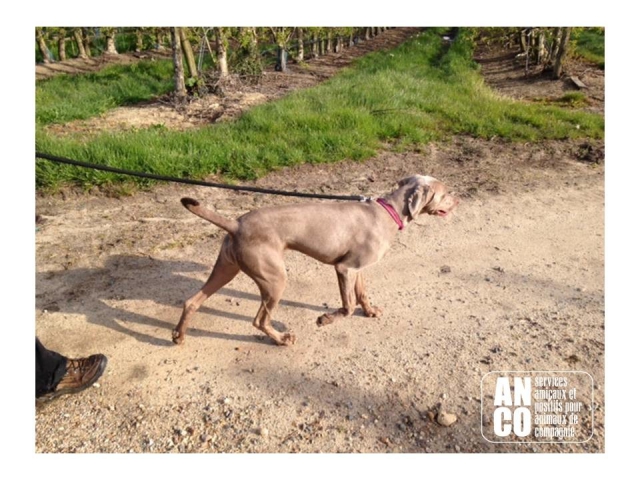 GARDE D'ANIMAUX - famille d'accueil acheter vendre