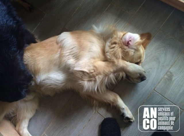 GARDE D'ANIMAUX - famille d'accueil acheter vendre