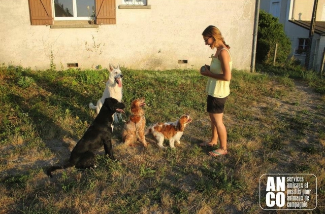 GARDE D'ANIMAUX - famille d'accueil acheter vendre