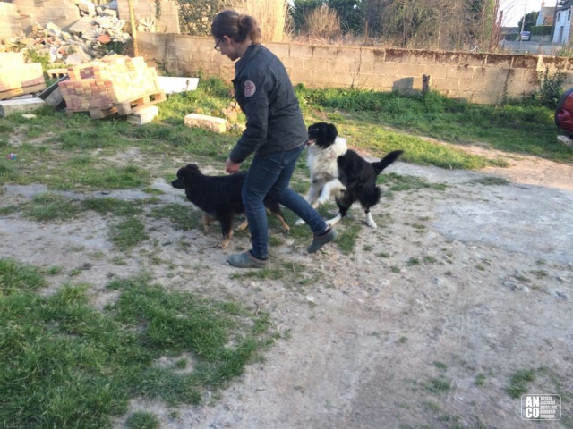 GARDE D'ANIMAUX - famille d'accueil acheter vendre