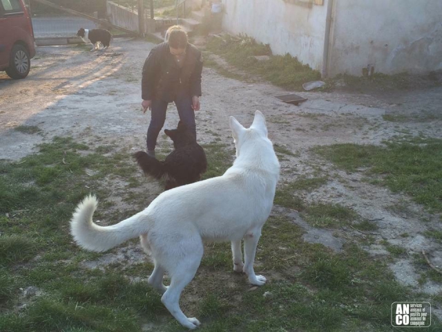 GARDE D'ANIMAUX - famille d'accueil acheter vendre