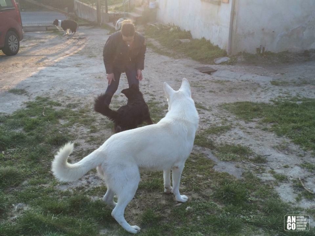 GARDE D'ANIMAUX - famille d'accueil acheter vendre