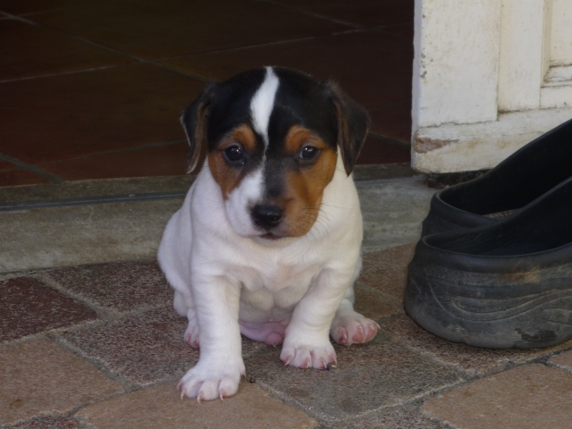 CHIOTS TYPE JACK RUSSEL TRICOLORE acheter vendre