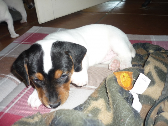 CHIOTS TYPE JACK RUSSEL TRICOLORE acheter vendre