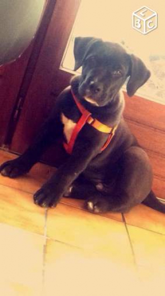 chiot male dogue des canaries LOF acheter vendre