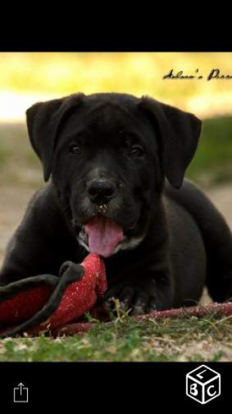 chiot male dogue des canaries LOF acheter vendre