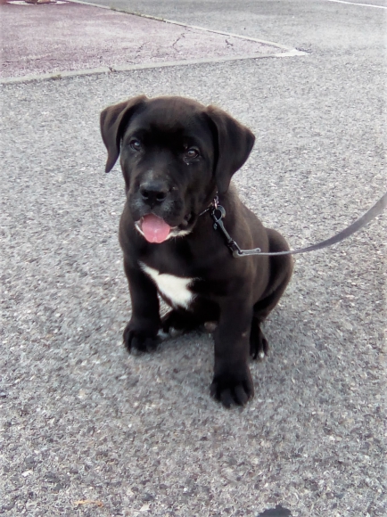 chiot male dogue des canaries LOF acheter vendre