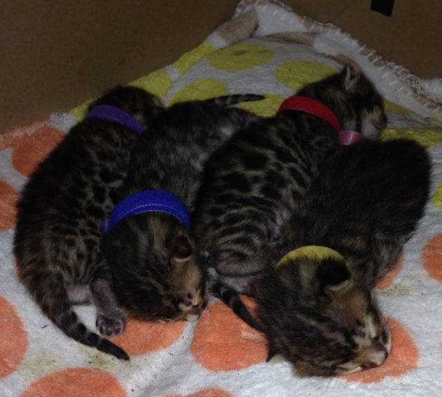 A RESERVER 4 magnifique chaton BENGAL LOOF acheter vendre