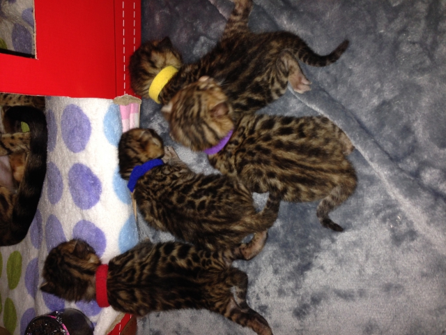 A RESERVER 4 magnifique chaton BENGAL LOOF acheter vendre