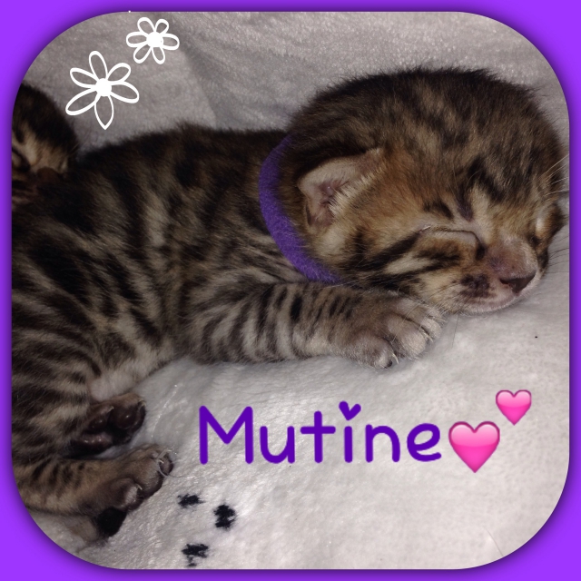 A RESERVER 4 magnifique chaton BENGAL LOOF acheter vendre