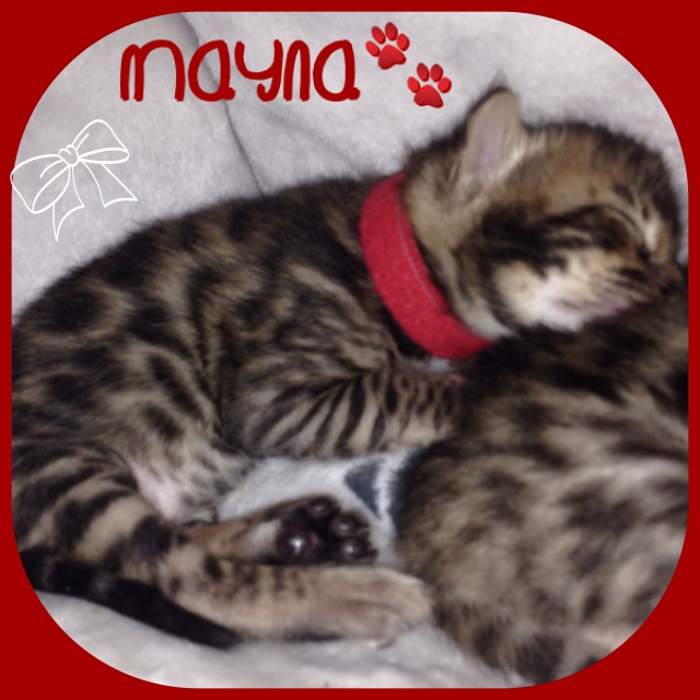 A RESERVER 4 magnifique chaton BENGAL LOOF acheter vendre