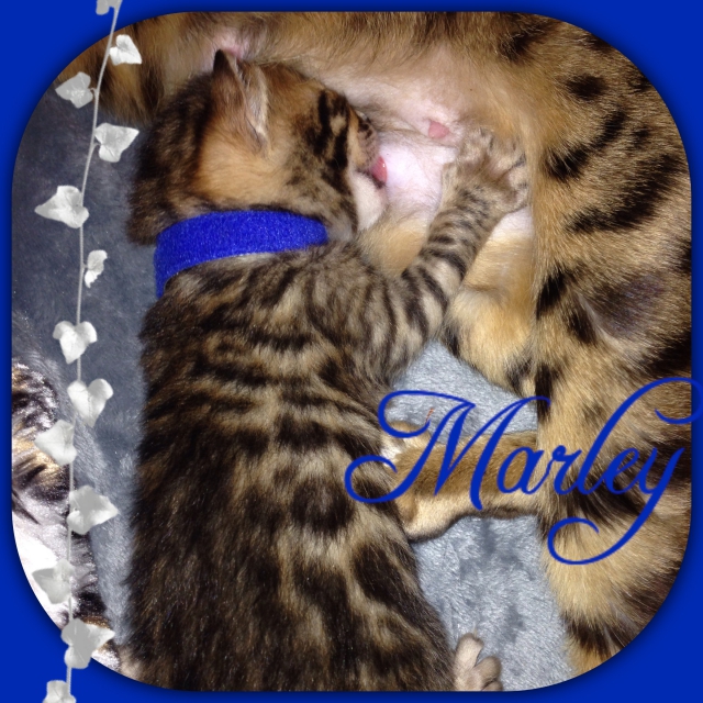 A RESERVER 4 magnifique chaton BENGAL LOOF acheter vendre