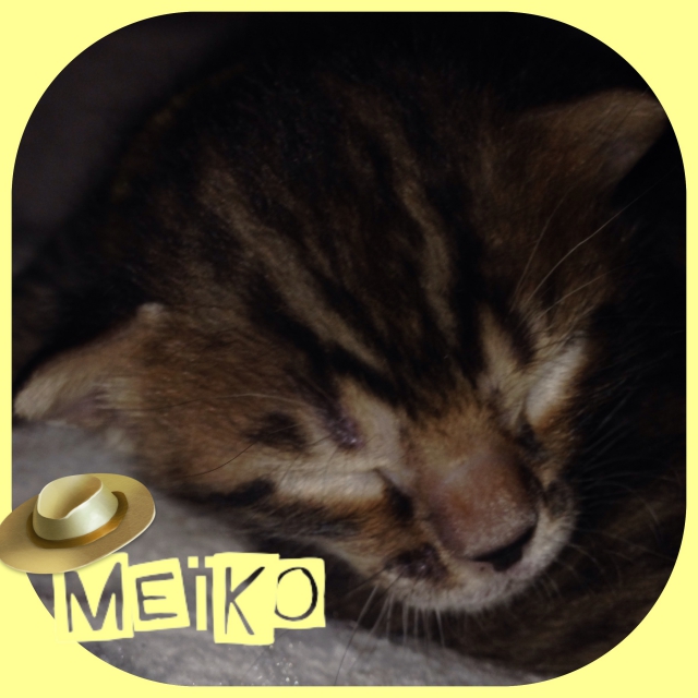 A RESERVER 4 magnifique chaton BENGAL LOOF acheter vendre