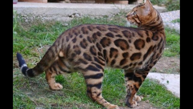 A RESERVER 4 magnifique chaton BENGAL LOOF acheter vendre