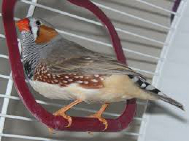 oiseaux mandarin acheter vendre