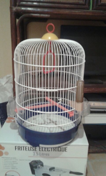 oiseaux mandarin acheter vendre