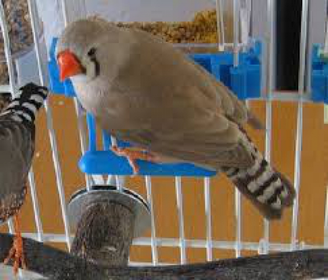 oiseaux mandarin acheter vendre