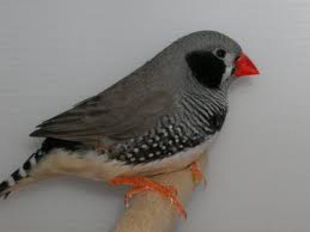 oiseaux mandarin acheter vendre