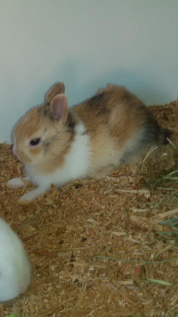 lapin nain acheter vendre