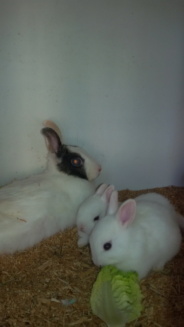 lapin nain acheter vendre
