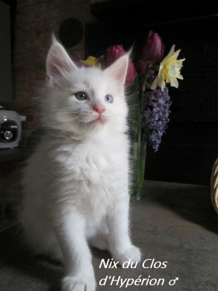 Chatons Maine Coon LOOF acheter vendre