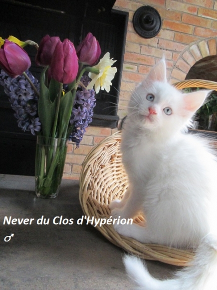 Chatons Maine Coon LOOF acheter vendre