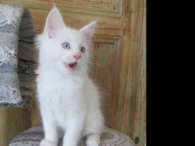 Chatons Maine Coon LOOF acheter vendre