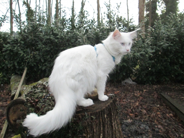 Chatons Maine Coon LOOF acheter vendre