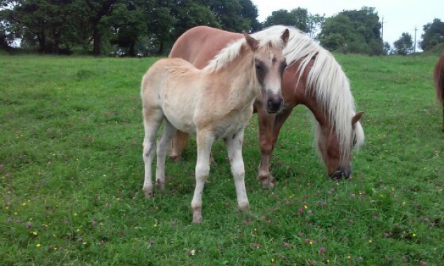 pouliche,pp haflinger acheter vendre