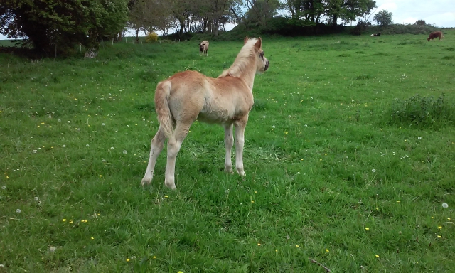 pouliche,pp haflinger acheter vendre