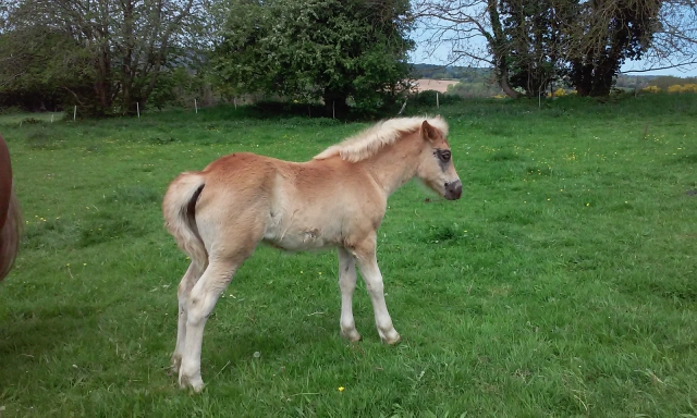 pouliche,pp haflinger acheter vendre