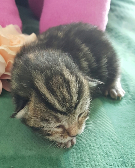 Donne 4 chats acheter vendre