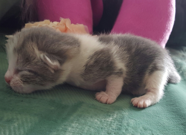 Donne 4 chats acheter vendre