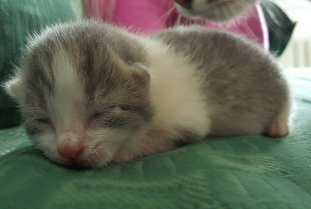 Donne 4 chats acheter vendre