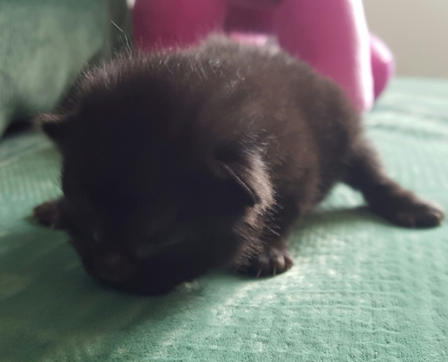 Donne 4 chats acheter vendre