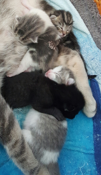 Donne 4 chats acheter vendre