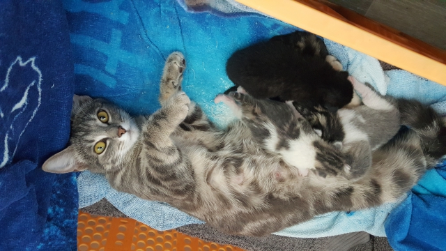 Donne 4 chats acheter vendre