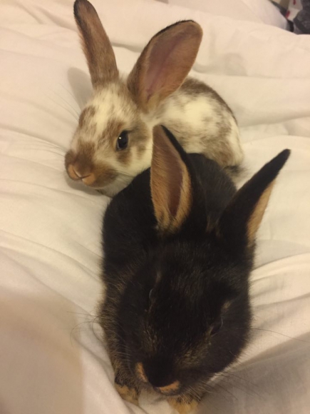 Lapins acheter vendre