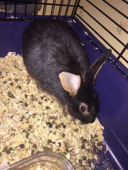 Lapins acheter vendre