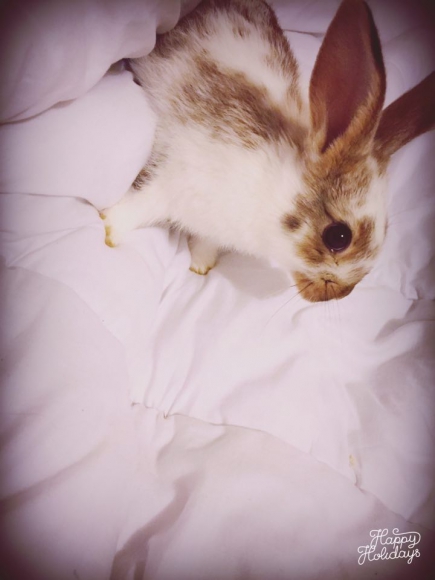 Lapins acheter vendre